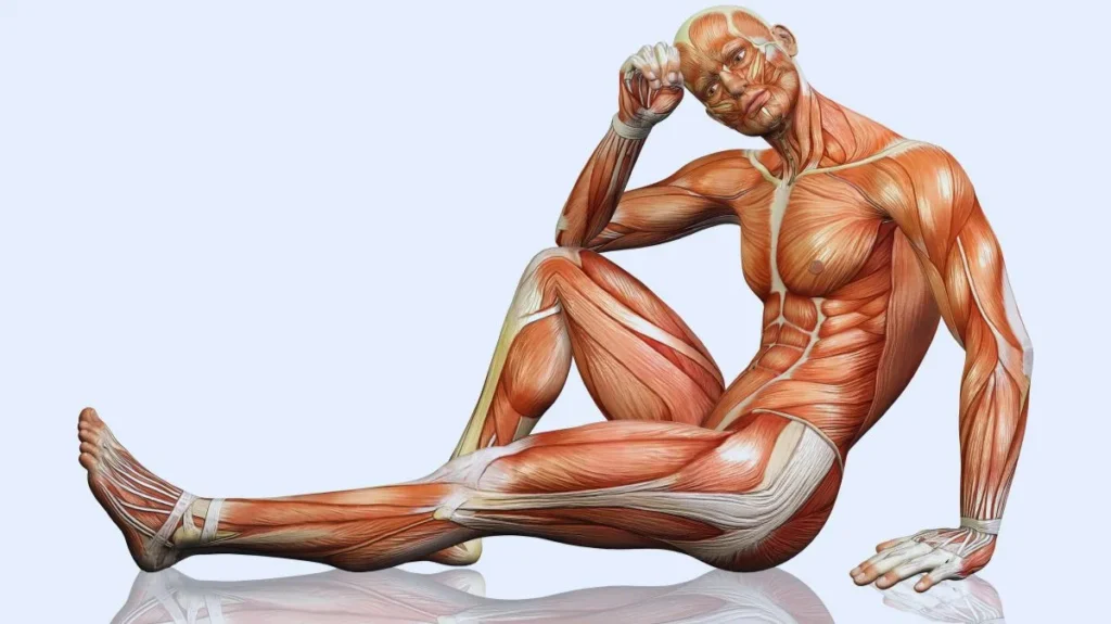 O ômega 3 melhora a recuperação muscular e reduz inflamações